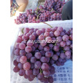Yunnan raisin rouge frais
